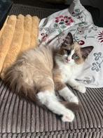 Heilige Birmaan x Ragdoll SUPER LIEF, Kater, Gechipt, 0 tot 2 jaar