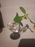 Groen stekje in glazen bol, vaasje zwart metalen standaard, Overige soorten, In pot, Minder dan 100 cm, Groene kamerplant