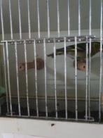 Europesche sijzen koppel ( wildkleur, Dieren en Toebehoren, Meerdere dieren, Wildzangvogel, Geringd