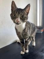 Kat 1 jaar jong met toebehoren zoekt goed huisje, Dieren en Toebehoren, Poes