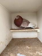 Rode doffer, Dieren en Toebehoren, Vogels | Duiven, Mannelijk, Kropper