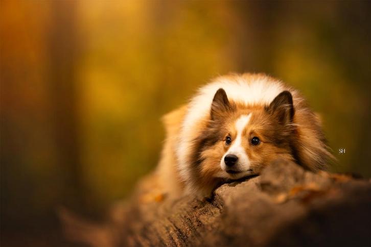 Ter dekking, 75% sheltie, Dieren en Toebehoren, Honden | Dekreuen, Reu, Fokker | Hobbymatig, Eén hond, Nederland, 1 tot 2 jaar