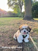 Maltezer Shih Tzu, Rabiës (hondsdolheid), 8 tot 15 weken, Eén hond, Nederland