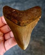 Megalodon Tand- USA- South Carolina ORIGINEEL	8.9x7.3x1.5	cm, Ophalen of Verzenden, Fossiel