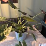 Alocasia, Huis en Inrichting, Kamerplanten, Ophalen, Halfschaduw, Minder dan 100 cm