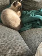 Siamees Kitten 3 maandjes te koop, Dieren en Toebehoren, Katten en Kittens | Overige Katten, Kater, Langharig, 0 tot 2 jaar
