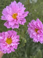 Cosmea/Cosmos dubble dutch - bio zaden, Ophalen of Verzenden, Voorjaar, Volle zon, Zaad
