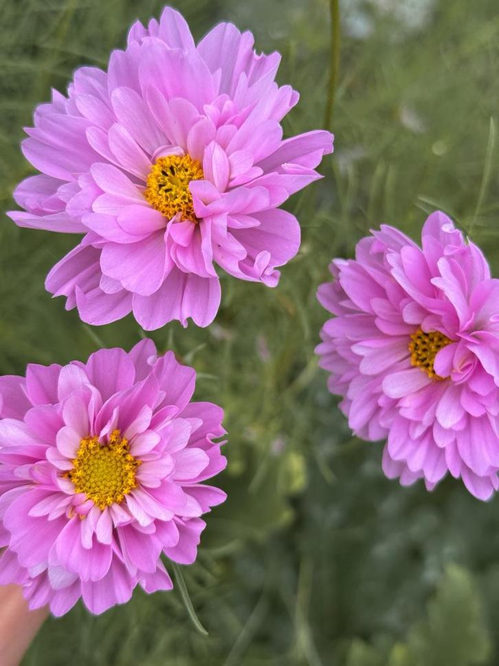 Cosmea/Cosmos dubble dutch - bio zaden, Tuin en Terras, Bloembollen en Zaden, Zaad, Voorjaar, Volle zon, Ophalen of Verzenden
