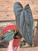 Anthurium Queen of Hearts p12, Ophalen of Verzenden, Halfschaduw, Minder dan 100 cm