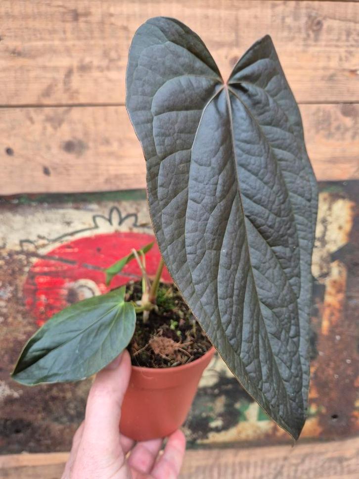 Anthurium Queen of Hearts p12, Huis en Inrichting, Kamerplanten, Minder dan 100 cm, Halfschaduw, Ophalen of Verzenden