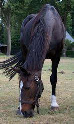 Merrie te koop, Dieren en Toebehoren, Paarden, Merrie, Recreatiepaard