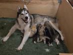 Nog 1  pup  Husky x Alaskan Malamute beschikbaar, Dieren en Toebehoren, Honden | Poolhonden, Keeshonden en Oertypen, CDV (hondenziekte)