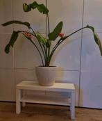 Strelitzia plant paradijsvogel incl pot & 2 kunstbloemen, Huis en Inrichting, Kamerplanten, 100 tot 150 cm, In pot, Bloeiende kamerplant
