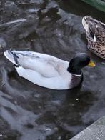 koppel kwakertjes onverwant! kwakers eenden eend, Dieren en Toebehoren, Meerdere dieren, Eend