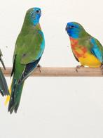 Te koop wildkleursplendid parkieten 2025., Dieren en Toebehoren, Vogels | Parkieten en Papegaaien, Meerdere dieren, Parkiet