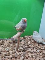 Te koop koppel charcoal masker, Dieren en Toebehoren, Vogels | Overige Vogels, Meerdere dieren