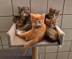 Noorse Boskat Kittens - ingeënt,ontwormd en mogen direct mee, Dieren en Toebehoren, Katten en Kittens | Raskatten | Langhaar, Meerdere dieren