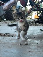 Kittens, Dieren en Toebehoren, Katten en Kittens | Overige Katten, Meerdere dieren