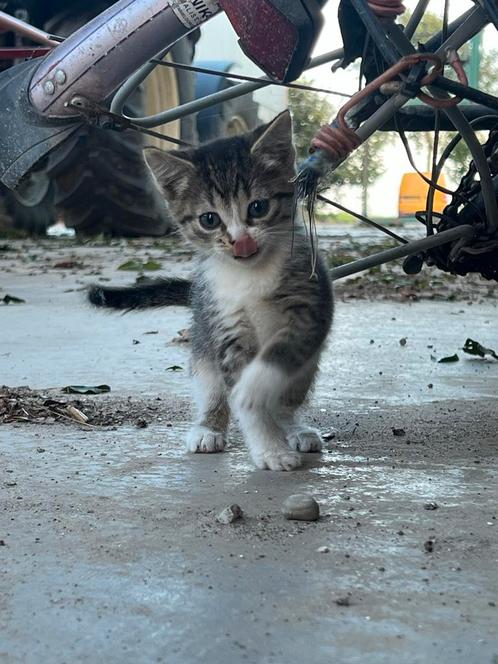 Kittens, Dieren en Toebehoren, Katten en Kittens | Overige Katten, Meerdere dieren