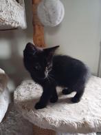 Hele tamme zindelijke kittens, Dieren en Toebehoren, Katten en Kittens | Raskatten | Korthaar, Poes