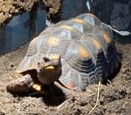 Chelonoidis Carbonarius 0.2 2019, Dieren en Toebehoren, Reptielen en Amfibieën, Schildpad, Tam, 7 tot 10 jaar