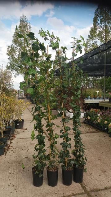 Hedera (klimop) 150-170cm