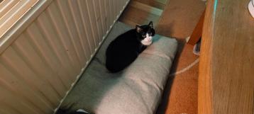 Een nieuw thuis voor een poes gezocht beschikbaar voor biedingen