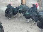 australorp kippen, Dieren en Toebehoren, Pluimvee, Vrouwelijk, Kip