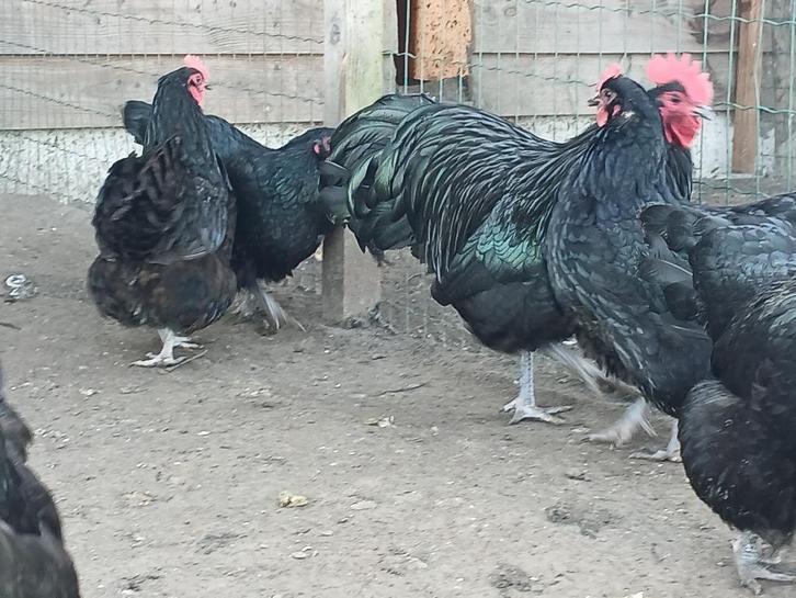 australorp kippen, Dieren en Toebehoren, Pluimvee, Kip, Vrouwelijk