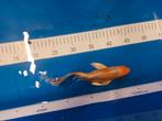 Oranje zilver butterfly vlinder koi 25 cm, Karper of Koi