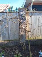 Kronkel hazelaar, Tuin en Terras, Planten | Bomen, Ophalen, Halfschaduw, Overige soorten