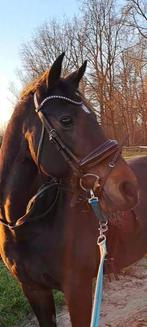 2fithorses hoofdstel, Ophalen of Verzenden, Zo goed als nieuw, Dressuur