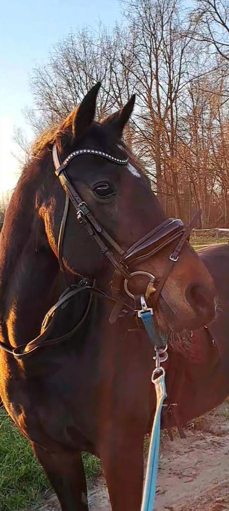 2fithorses hoofdstel, Dieren en Toebehoren, Paarden en Pony's | Hoofdstellen en Tuigage, Zo goed als nieuw, Dressuur, Ophalen of Verzenden