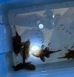 Anicistrus sp. l519 - Prachtige Meervallen!, Vis