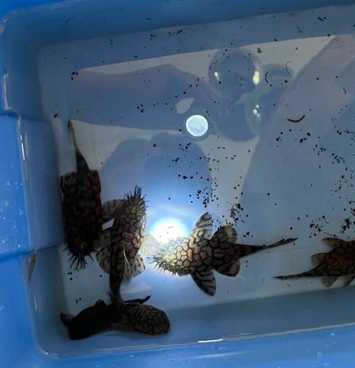 Anicistrus sp. l519 - Prachtige Meervallen!, Dieren en Toebehoren, Vissen | Aquariumvissen, Vis