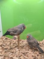 Te koop koppel charcoal x split charcoal pop
Man 2024, Meerdere dieren