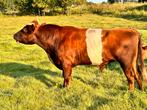 Rode lakenvelder stier - juni 2023, Mannelijk