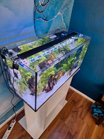 Compleet 80 cm Aquarium met onderkast beschikbaar voor biedingen