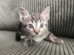 Kittens, Dieren en Toebehoren, Katten en Kittens | Overige Katten, Poes, 0 tot 2 jaar