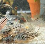 Corydoras Julii | Hoplisoma Trilineatum, Dieren en Toebehoren, Vis, Zoetwatervis, Schoolvis