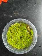 Drijfplanten voor aquarium, Dieren en Toebehoren, Ophalen of Verzenden, Zo goed als nieuw, Plant(en), Steen of Hout