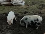 Te koop 2 mini varkens van ruim half jaar oud, Meerdere dieren, Varken, 0 tot 2 jaar