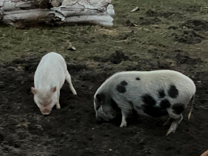 Te koop 2 mini varkens van ruim half jaar oud, Dieren en Toebehoren, Schapen, Geiten en Varkens, Varken, Meerdere dieren, 0 tot 2 jaar