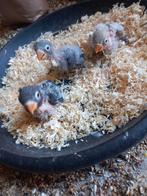Baby dwergpapagaaien voor handtam, Geslacht onbekend, Dwergpapegaai of Agapornis