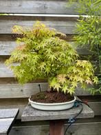 Acer palmatum pre bonsai, Ophalen, Bloeit niet, Halfschaduw, Overige soorten