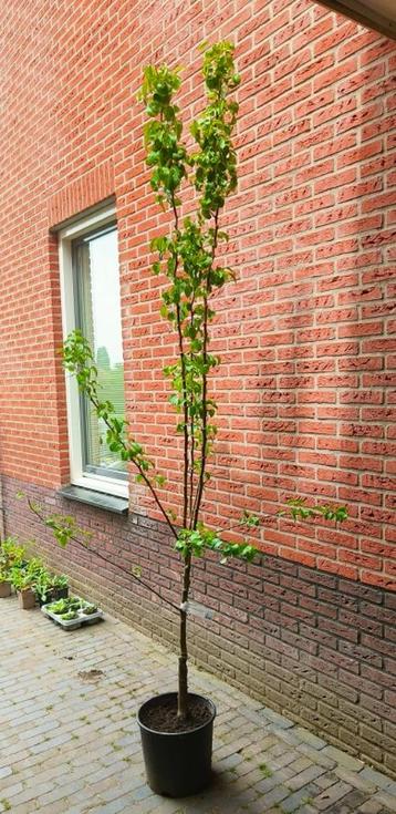 Perenboom Pyrus c. Conference 250 cm  beschikbaar voor biedingen