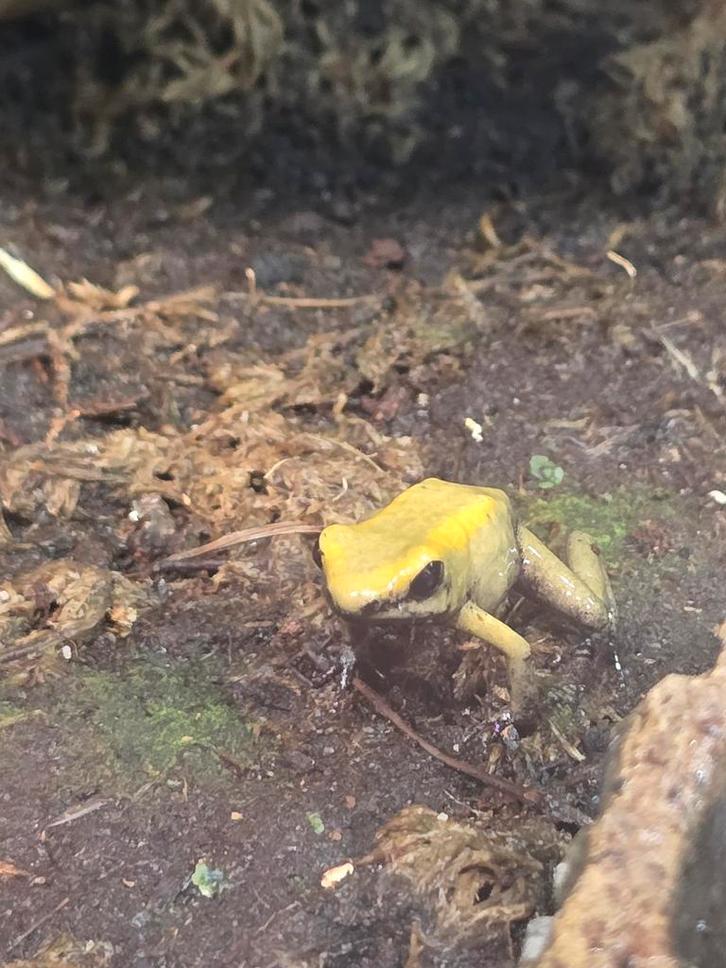 Phyllobates gifkikkers, Dieren en Toebehoren, Reptielen en Amfibieën, Amfibie, 0 tot 2 jaar