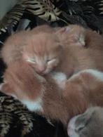 Kittens, Dieren en Toebehoren