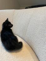 Extreem lief  Noorse boskat katertje, langharig zwart., Dieren en Toebehoren, Katten en Kittens | Raskatten | Langhaar, Kater