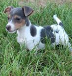 Blue tan en tri colour blue Jack Russell pups, Dieren en Toebehoren, Honden | Jack Russells en Terriërs, Jack Russell Terriër
